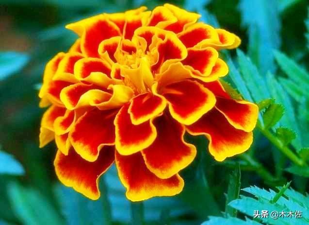 常见的菊花品种