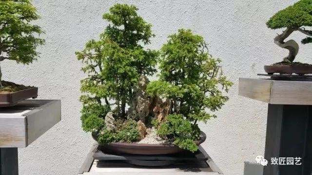 走进美国植物园盆景，欣赏百年精品之作