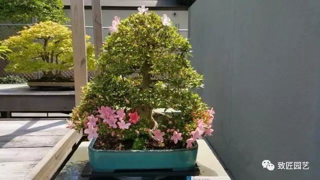 走进美国植物园盆景，欣赏百年精品之作