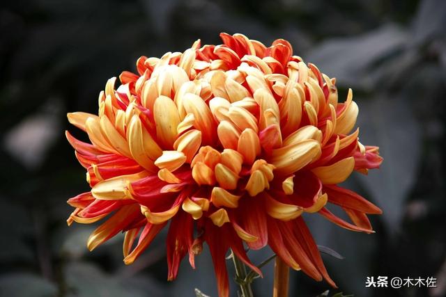 常见的菊花品种