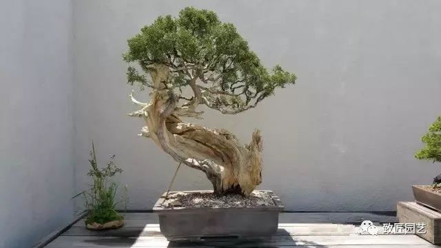走进美国植物园盆景，欣赏百年精品之作