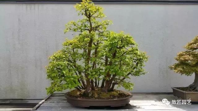 走进美国植物园盆景，欣赏百年精品之作
