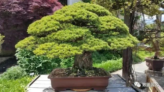 走进美国植物园盆景，欣赏百年精品之作