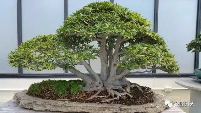 走进美国植物园盆景，欣赏百年精品之作