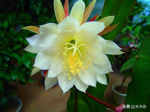 应该如何选择蟹爪兰、仙人指、假昙花、令箭荷花、落花之舞栽种
