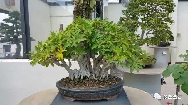 走进美国植物园盆景，欣赏百年精品之作