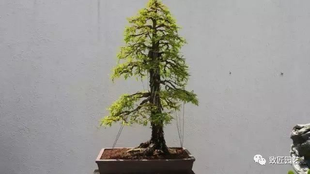 走进美国植物园盆景，欣赏百年精品之作