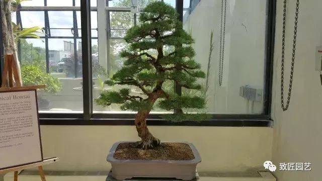 走进美国植物园盆景，欣赏百年精品之作