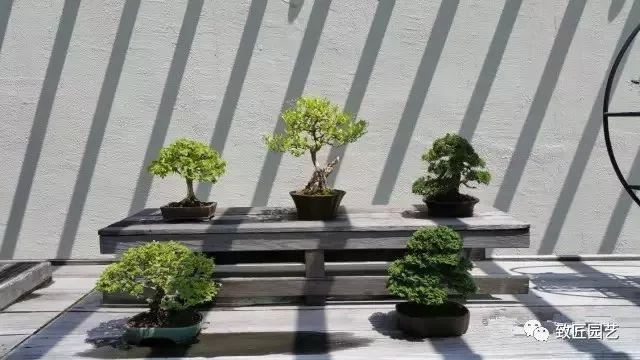 走进美国植物园盆景，欣赏百年精品之作