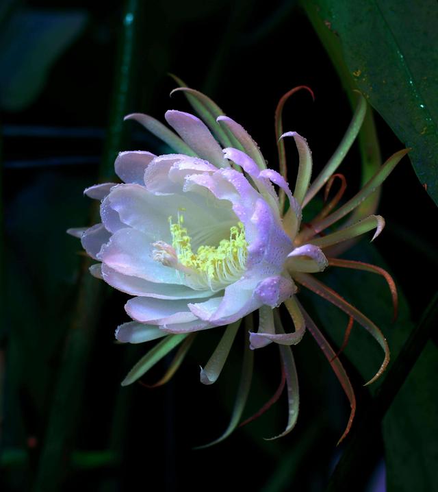 这几种花，不适合多浇水，越不浇水越开花