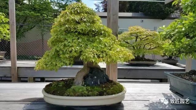 走进美国植物园盆景，欣赏百年精品之作