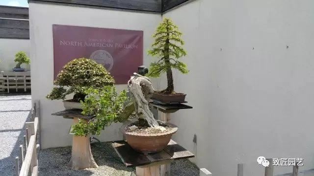 走进美国植物园盆景，欣赏百年精品之作