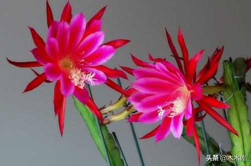 应该如何选择蟹爪兰、仙人指、假昙花、令箭荷花、落花之舞栽种