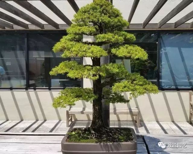 走进美国植物园盆景，欣赏百年精品之作