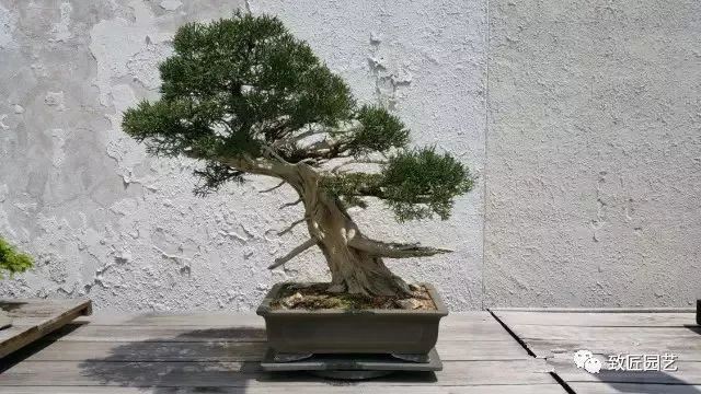 走进美国植物园盆景，欣赏百年精品之作