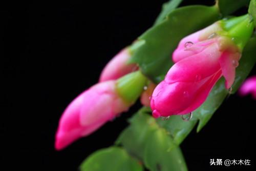 应该如何选择蟹爪兰、仙人指、假昙花、令箭荷花、落花之舞栽种