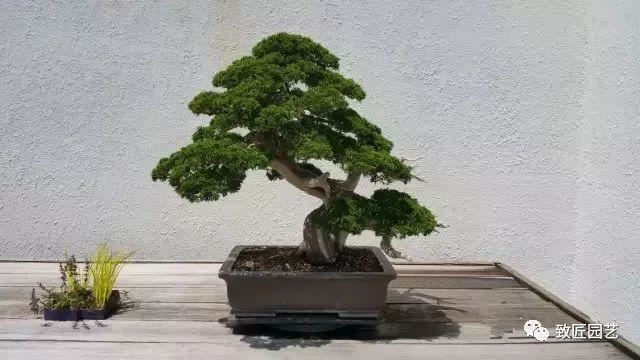 走进美国植物园盆景，欣赏百年精品之作