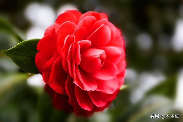 茶花中的珍品——赤丹