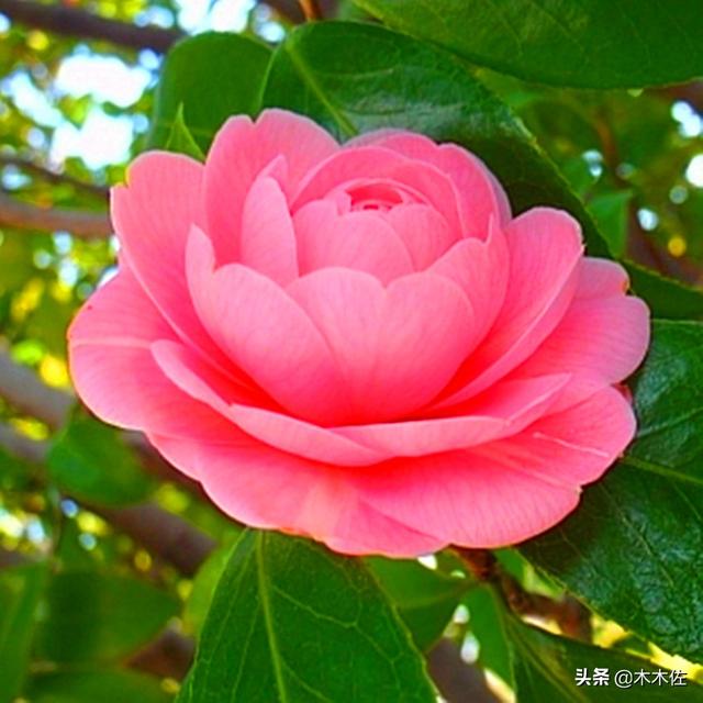 茶花中的珍品——赤丹