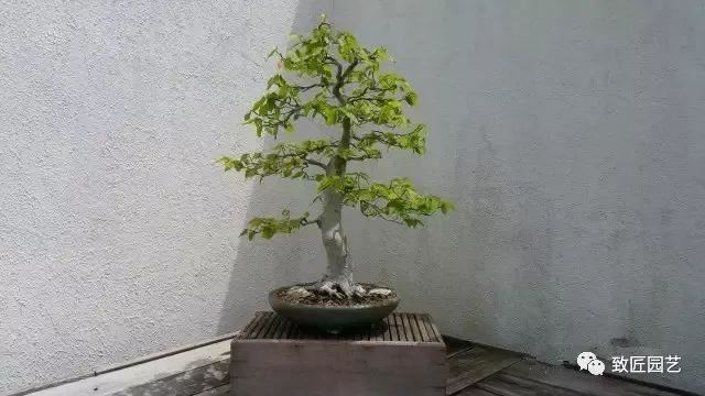 走进美国植物园盆景，欣赏百年精品之作