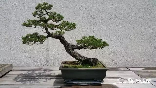 走进美国植物园盆景，欣赏百年精品之作