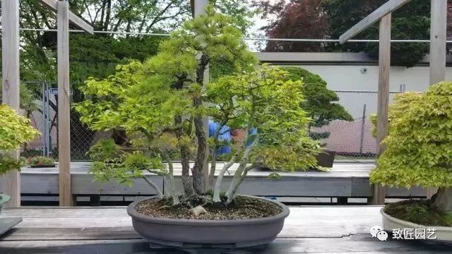走进美国植物园盆景，欣赏百年精品之作