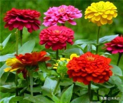 常见的菊花品种