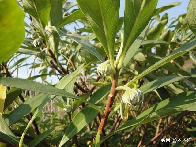 温暖浪漫的结香树