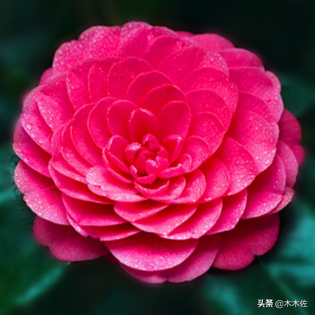 茶花中的珍品——赤丹