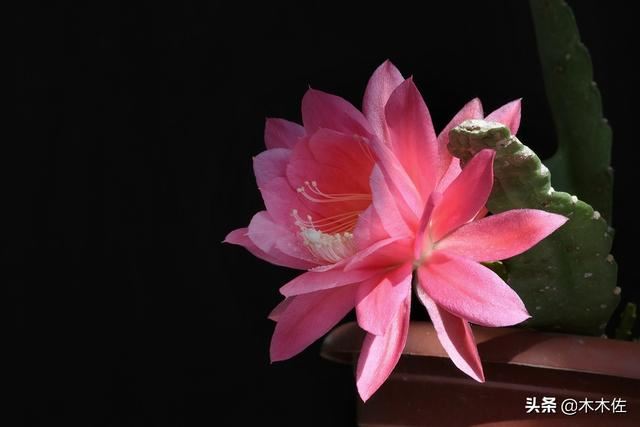 应该如何选择蟹爪兰、仙人指、假昙花、令箭荷花、落花之舞栽种