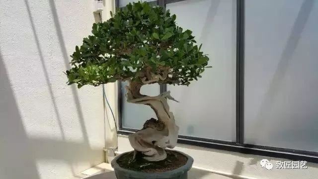 走进美国植物园盆景，欣赏百年精品之作