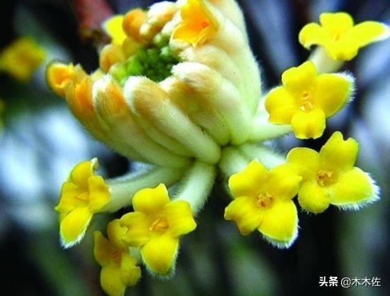 温暖浪漫的结香树