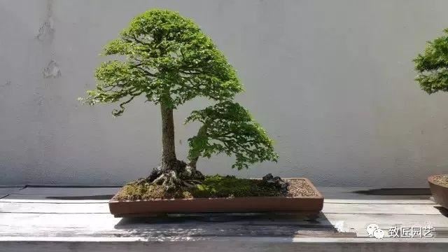 走进美国植物园盆景，欣赏百年精品之作