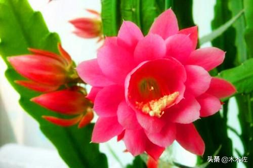 应该如何选择蟹爪兰、仙人指、假昙花、令箭荷花、落花之舞栽种