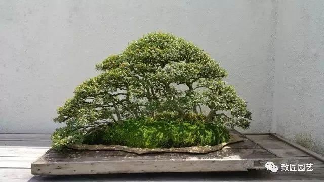 走进美国植物园盆景，欣赏百年精品之作
