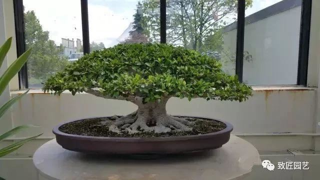 走进美国植物园盆景，欣赏百年精品之作