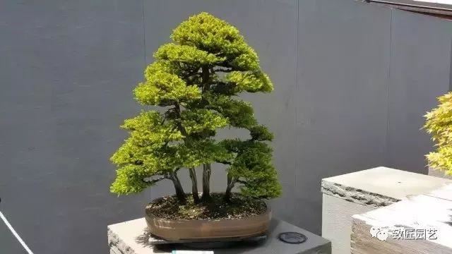 走进美国植物园盆景，欣赏百年精品之作