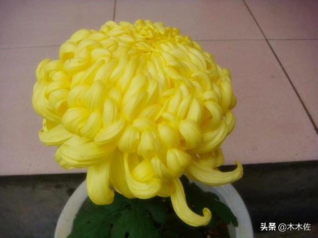 常见的菊花品种
