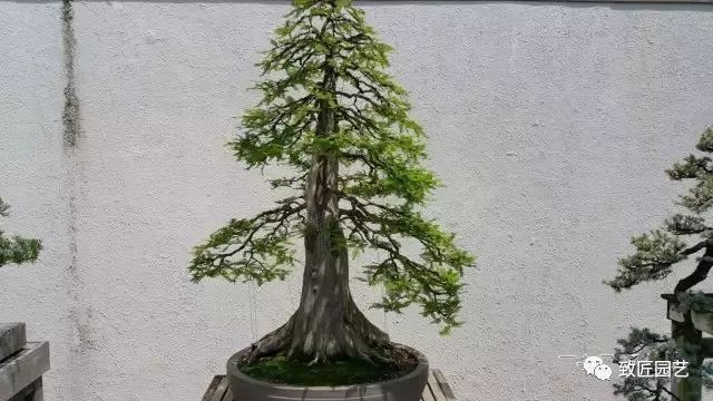 走进美国植物园盆景，欣赏百年精品之作
