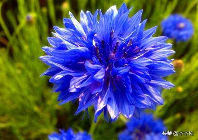 常见的菊花品种