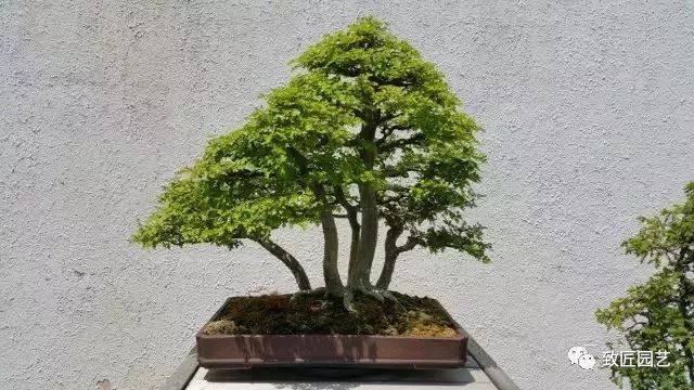 走进美国植物园盆景，欣赏百年精品之作