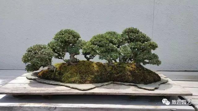 走进美国植物园盆景，欣赏百年精品之作