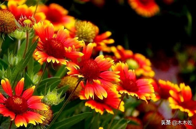 常见的菊花品种