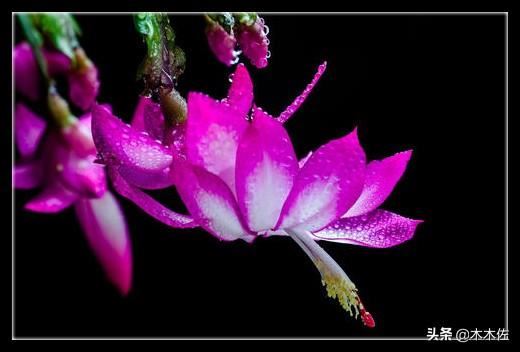 应该如何选择蟹爪兰、仙人指、假昙花、令箭荷花、落花之舞栽种
