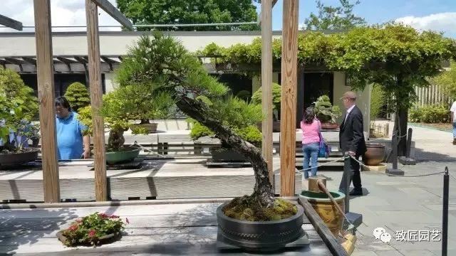 走进美国植物园盆景，欣赏百年精品之作