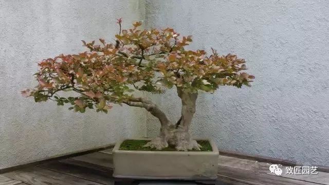 走进美国植物园盆景，欣赏百年精品之作