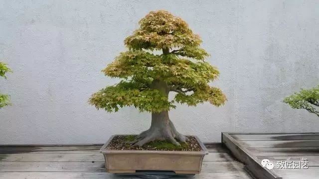 走进美国植物园盆景，欣赏百年精品之作