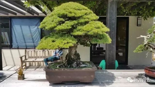 走进美国植物园盆景，欣赏百年精品之作