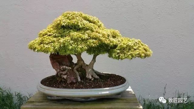 走进美国植物园盆景，欣赏百年精品之作