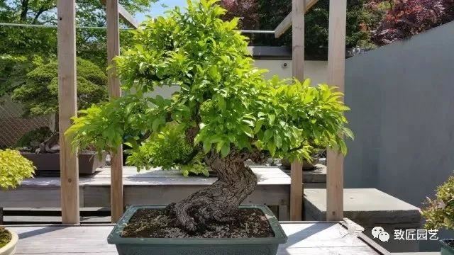 走进美国植物园盆景，欣赏百年精品之作